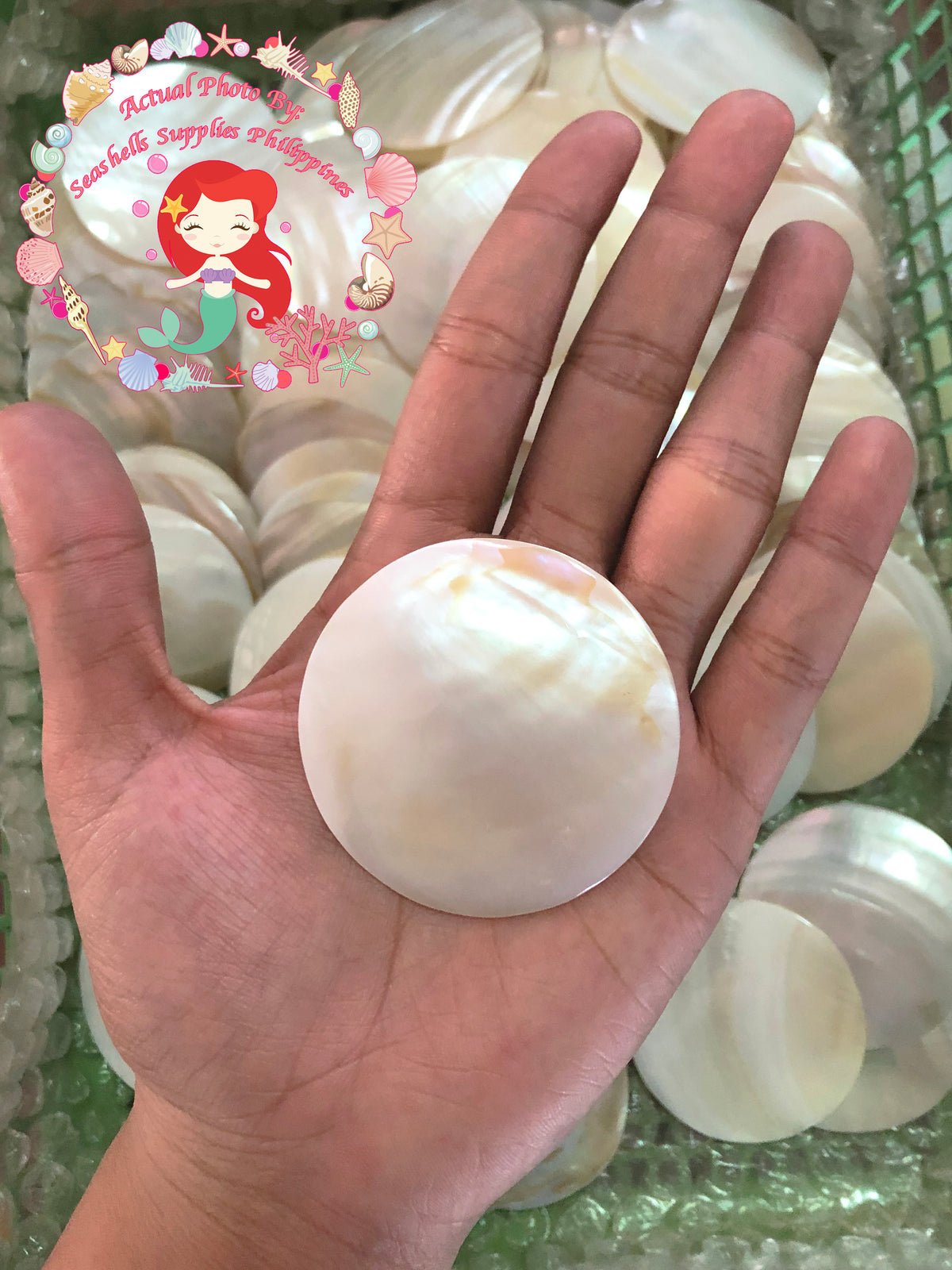 Pearl Clam | White Iridescent | Kabibe Round Polished | 2 Inches