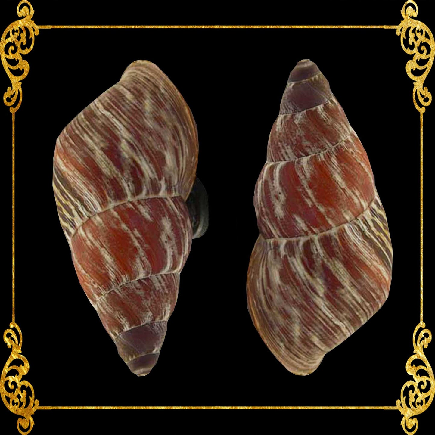 Shell Ref Magnets | Mindorowenses