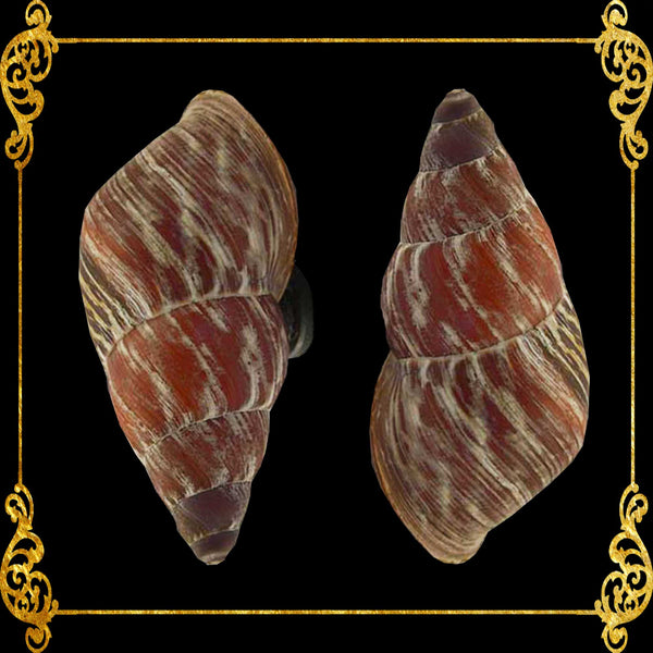 Shell Ref Magnets | Mindorowenses