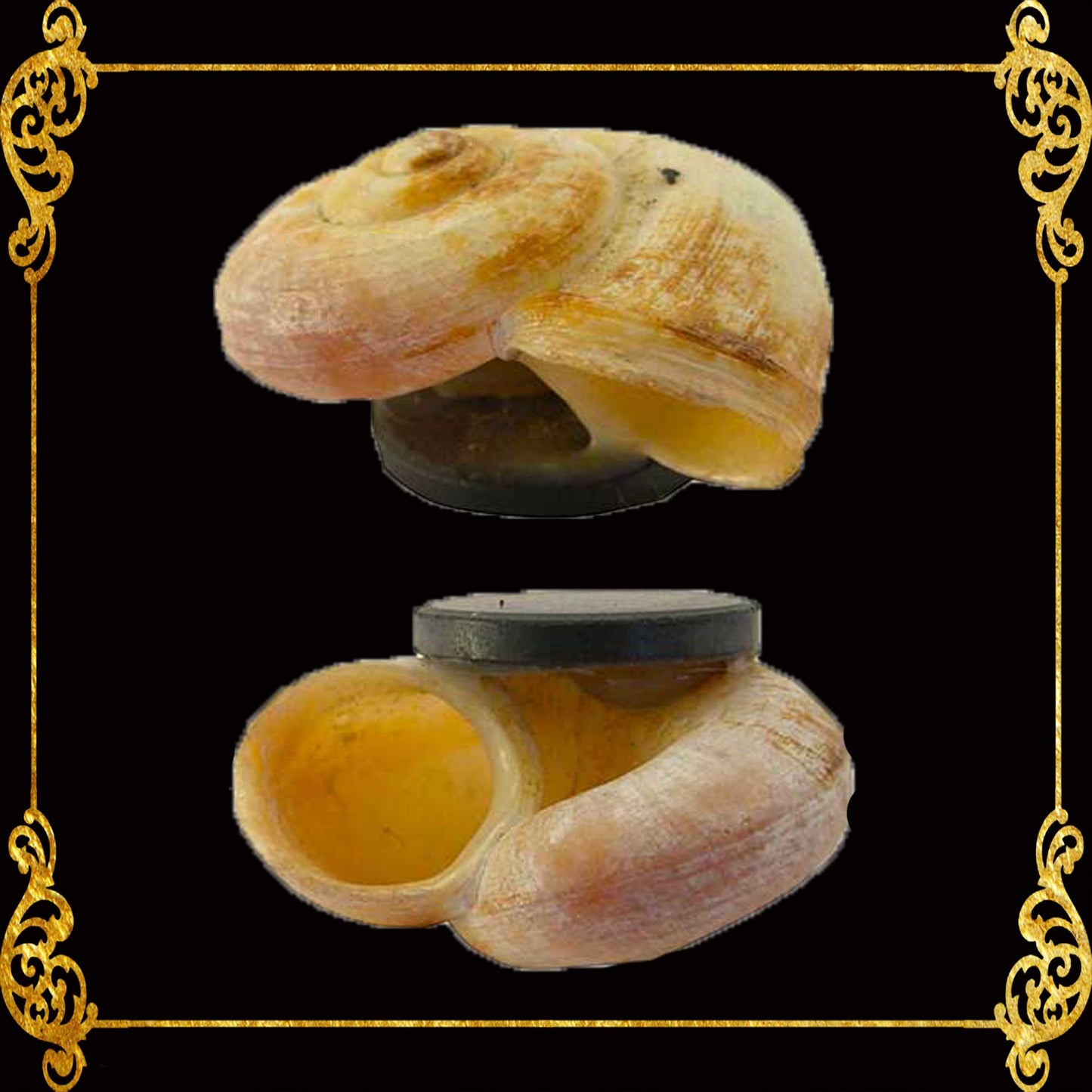 Shell Ref Magnets | Macaroni