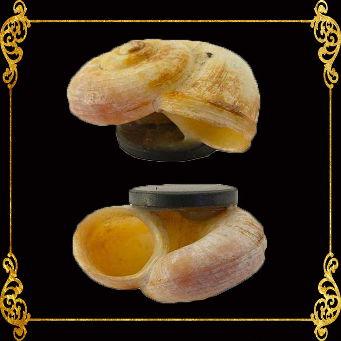 Shell Ref Magnets | Macaroni