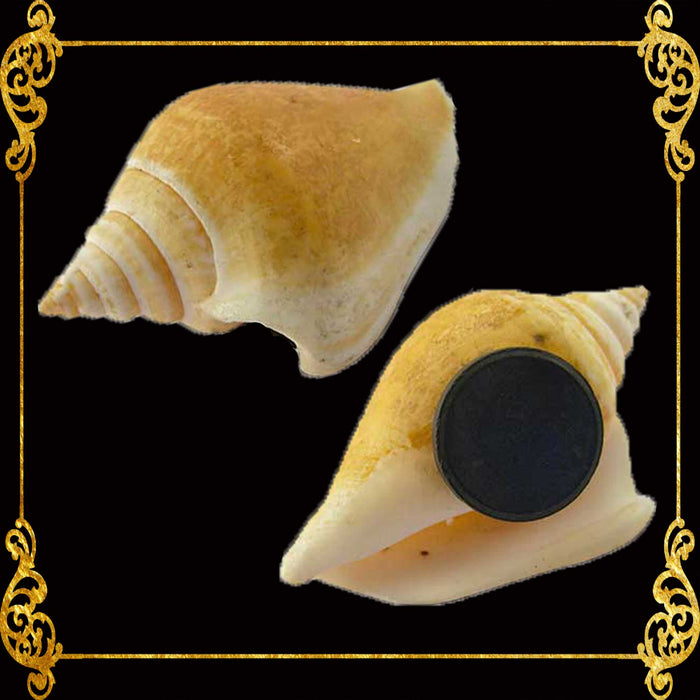 Shell Ref Magnets | Canarium