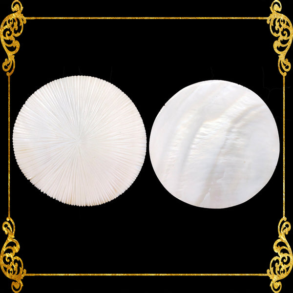 Pearl Clam |  White Iridescent | Hyriopsis Schlegelii Sunburst | 2 Inches
