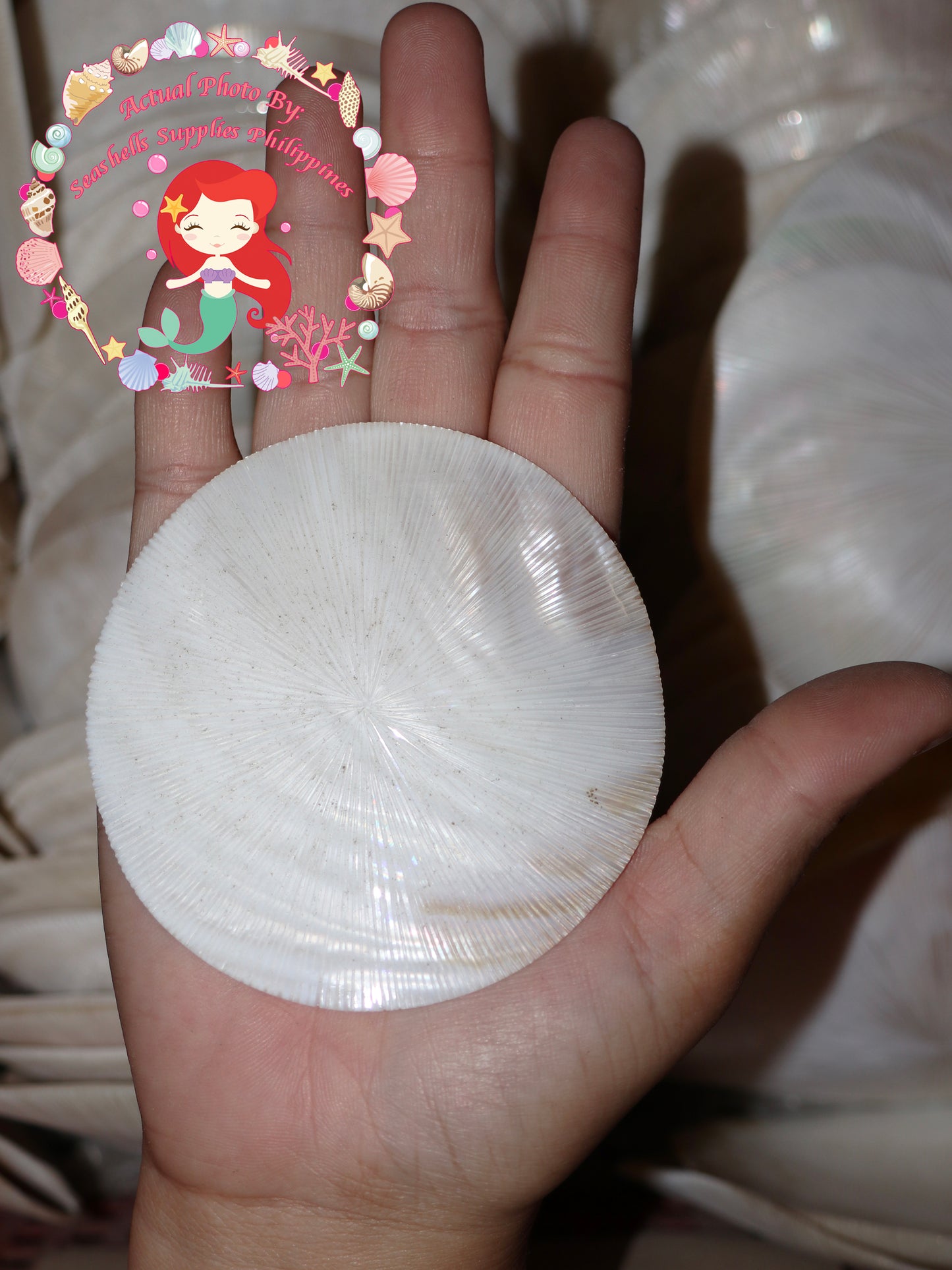 Pearl Clam |  White Iridescent | Hyriopsis Schlegelii Sunburst | 2 Inches