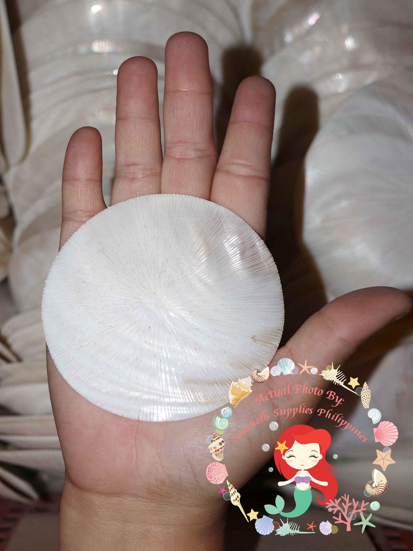 Pearl Clam |  White Iridescent | Hyriopsis Schlegelii Sunburst | 3 Inches