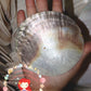 mop-plates-black-lip-indo-pacific-pen-shell-sunburst-5-inches