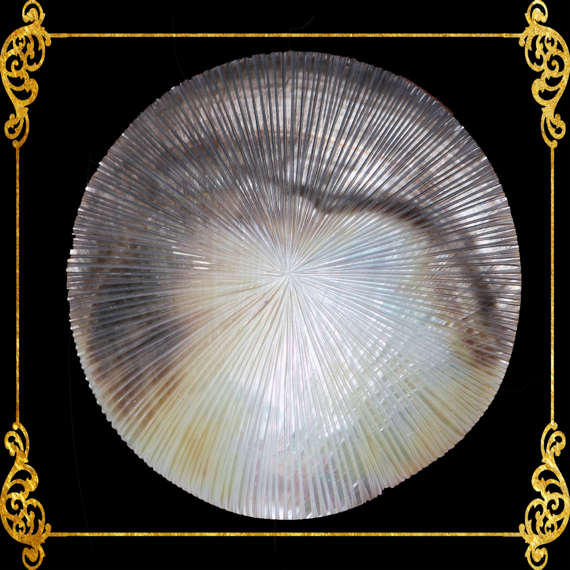 Pacific Pen Shell mop-plates-black-lip-indo-pacific-pen-shell-sunburst-4-inches ...