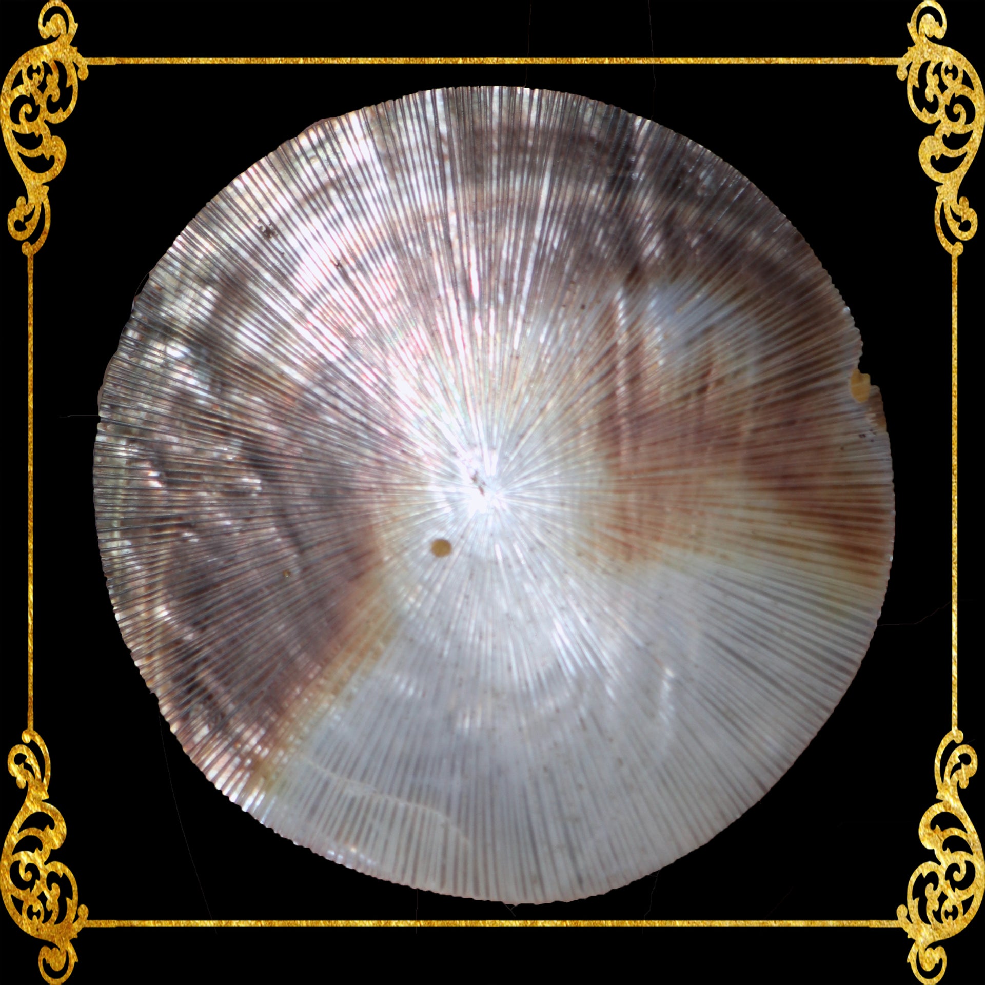 mop-plates-black-lip-indo-pacific-pen-shell-sunburst-5-inches