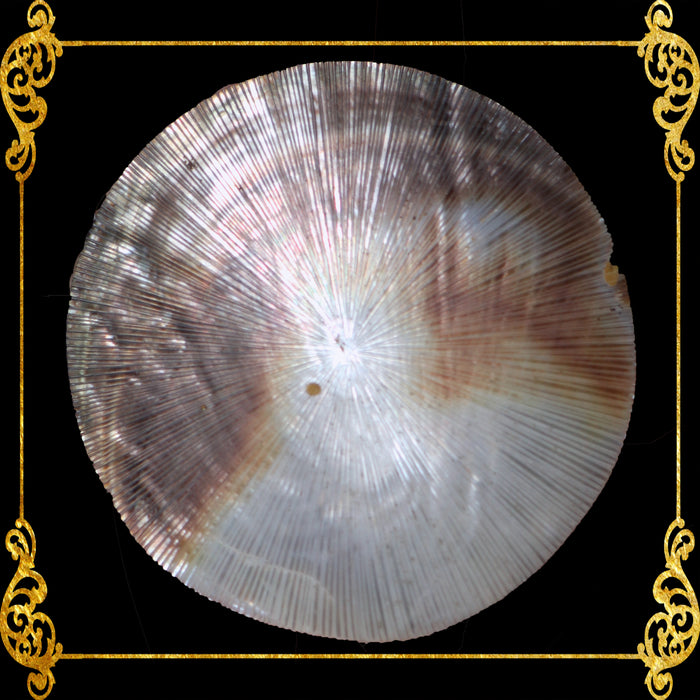 mop-plates-black-lip-indo-pacific-pen-shell-sunburst-5-inches