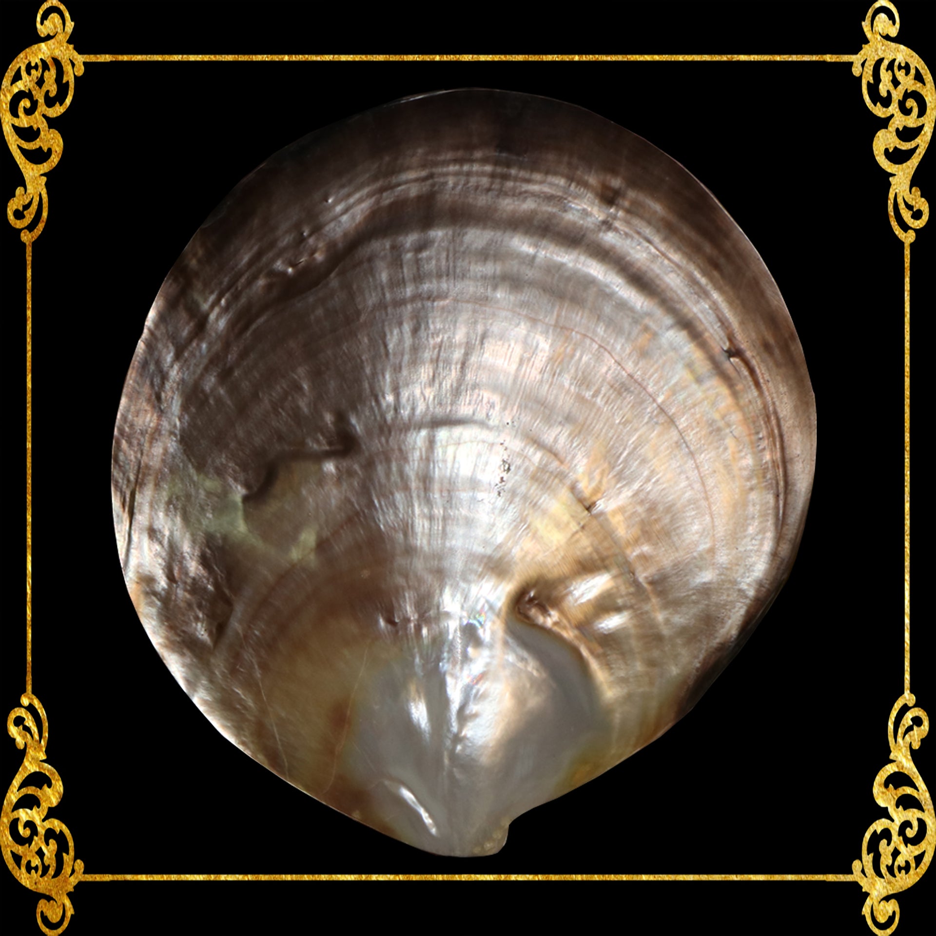 mother-of-pearl-black-lip-round-plates-3.5-inches