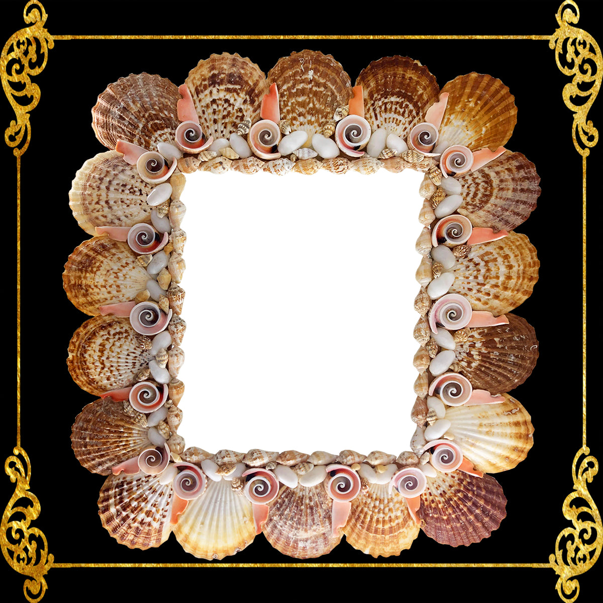 Seashell Mirror Frame | Assorted Shell Radiola Clams