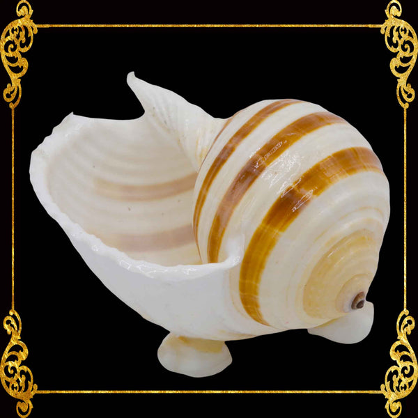 Plant Holder | Trinket | Soap Dish | Tonna Sulcosa Seashell