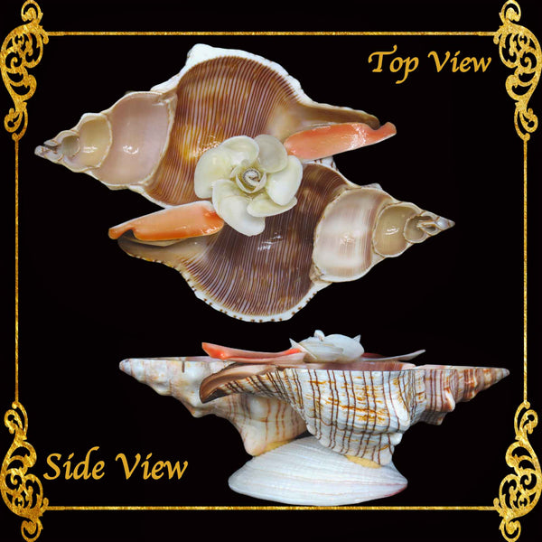 Succulents Pot | Indoor Flower Plant Potter | Real Seashell | 2 Fasciolara | Caycay