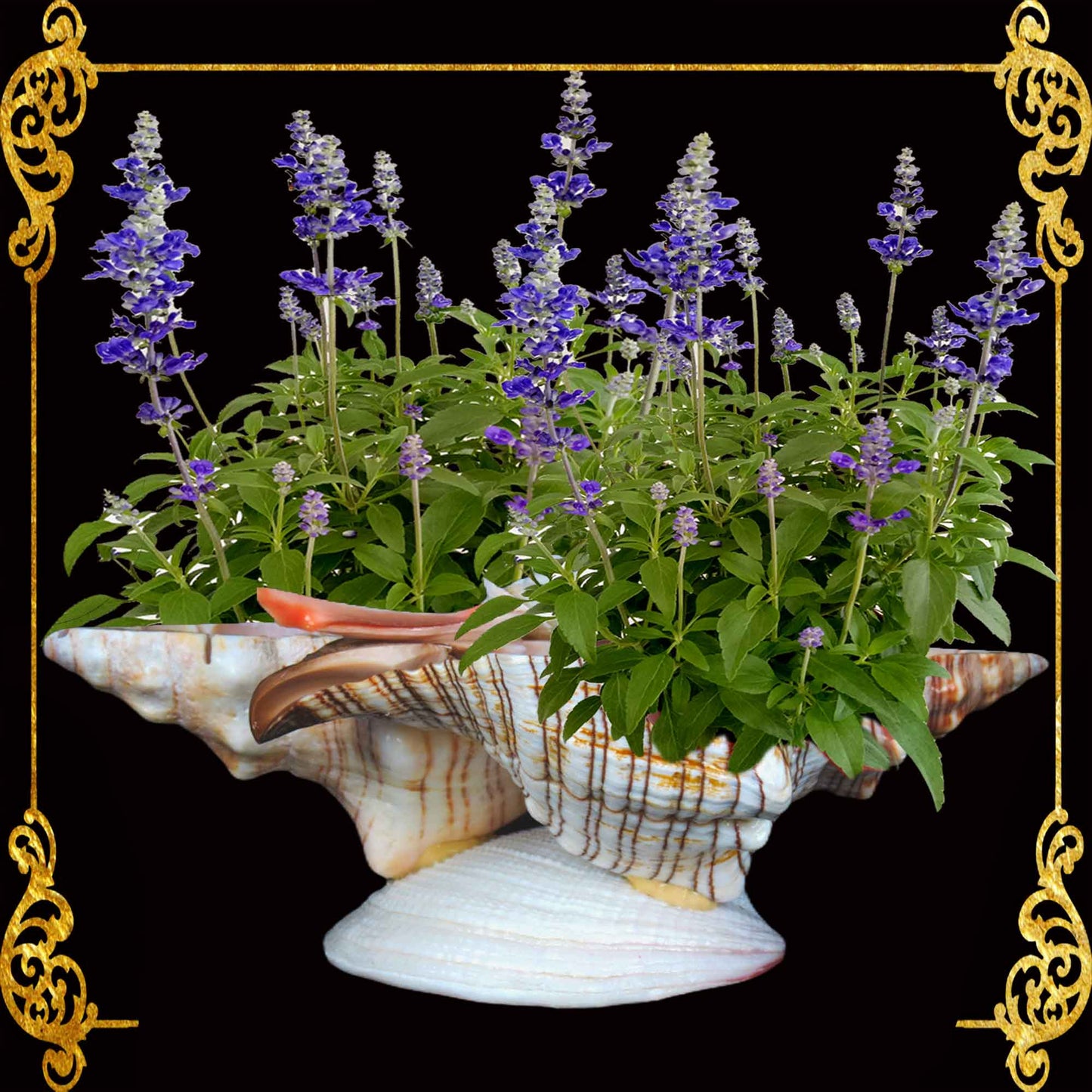 Succulents Pot | Indoor Flower Plant Potter | Real Seashell | 2 Fasciolara | Caycay