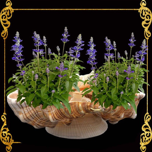 Succulents Pot | Indoor Flower Plant Potter | Real Seashell | 3 Fasciolara | Clamrose