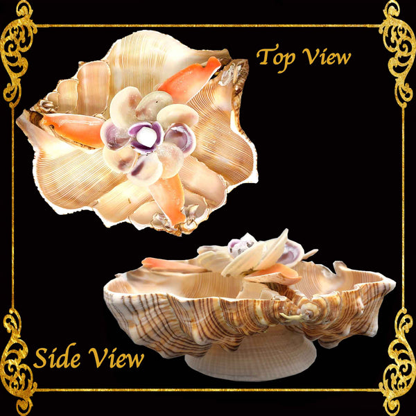 Succulents Pot | Indoor Flower Plant Potter | Real Seashell | 3 Fasciolara | Clamrose