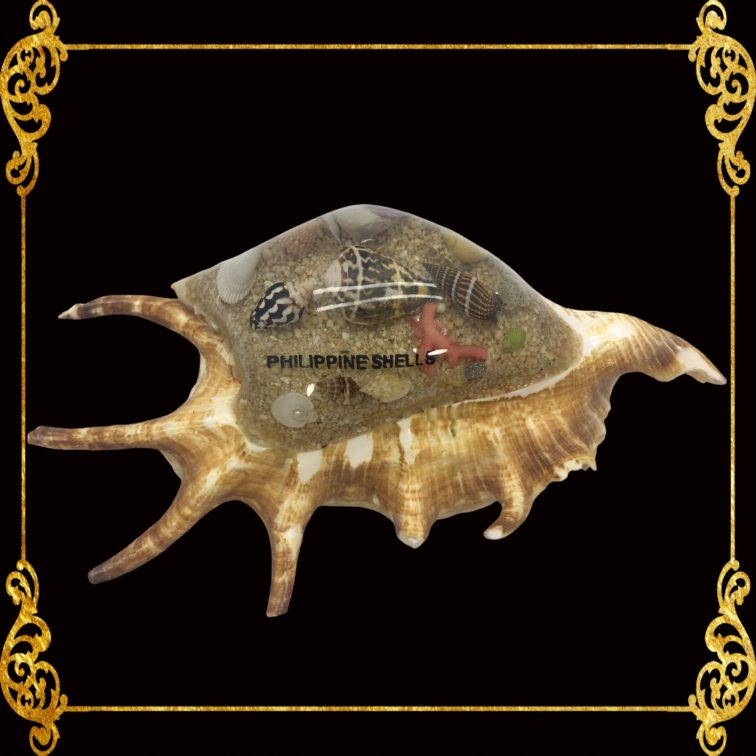 Seashell Paperweight with Resin | Lambis Scorpio Shell