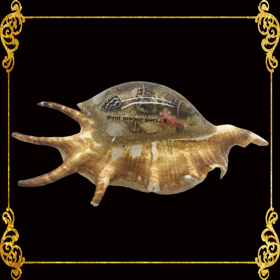 Seashell Paperweight with Resin | Lambis Scorpio Shell