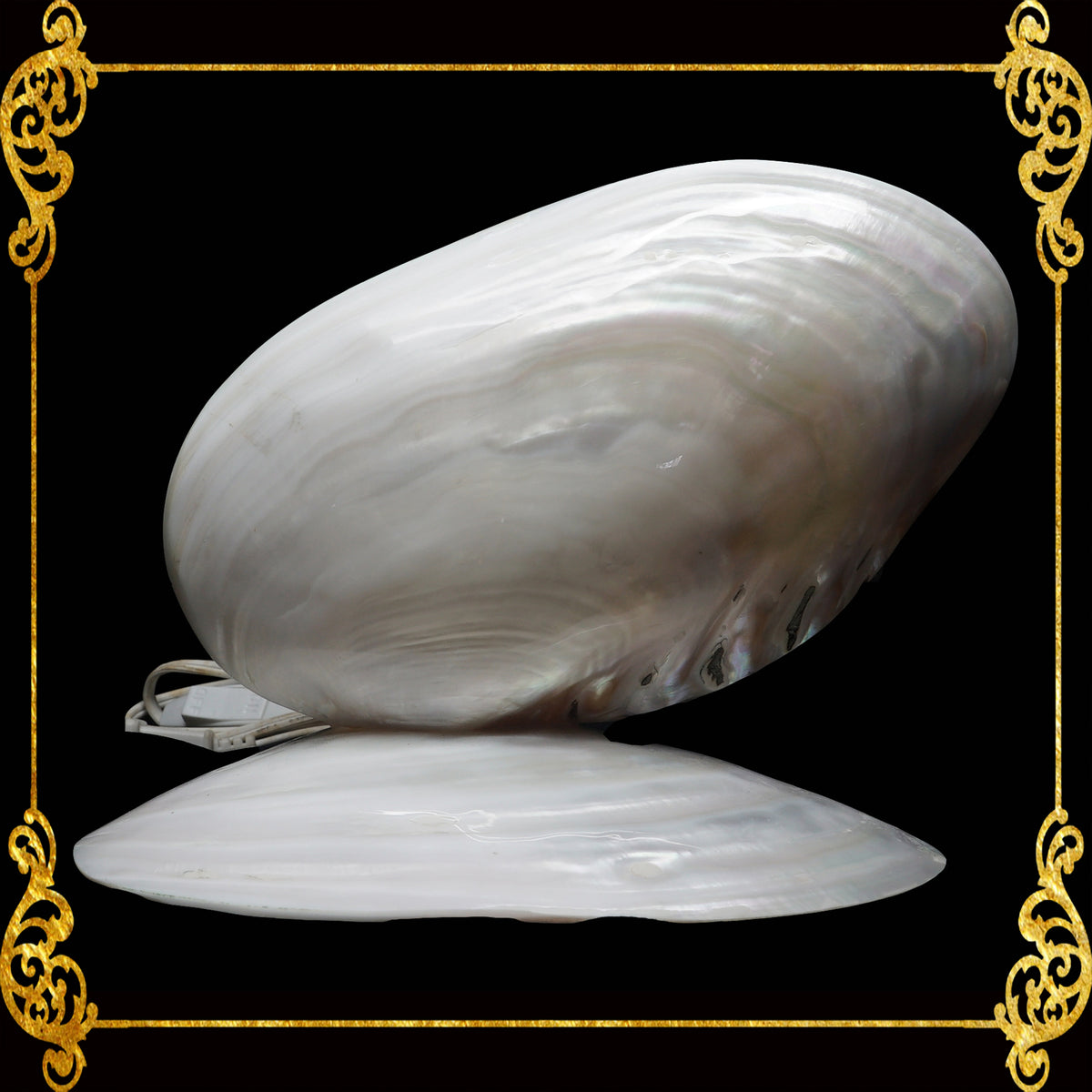 Desk Lamp | Made of Real White Polished Clam Kabibe Seashell