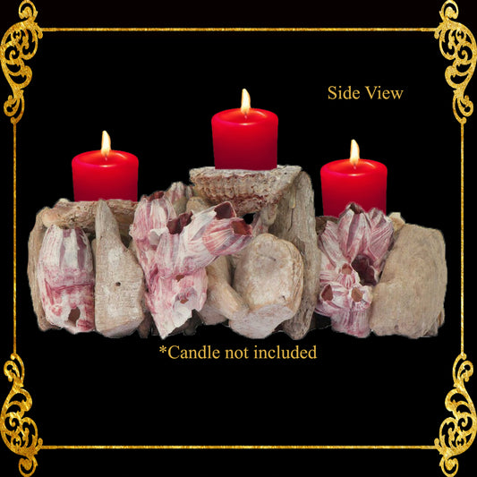 Seashell Candle Holder | Macarense Pecten & Codakia