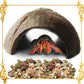 Hermit Crab Hut with FREE 20 Pieces Turbo Seashells