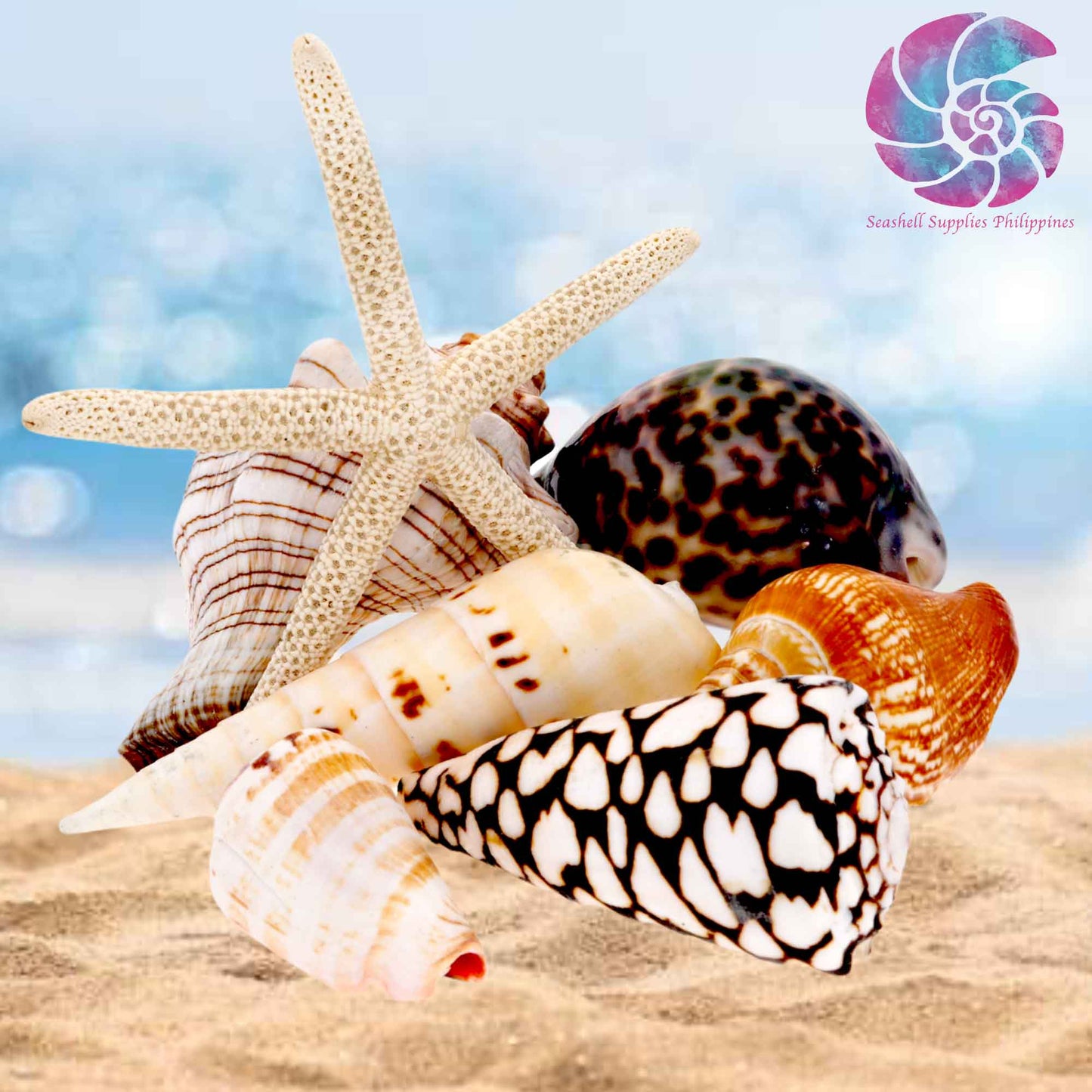 Beach Mixed Seashells in Organza Pouch Bag with Starfish | Shell Crafts | Aquarium Decor | 350 grams