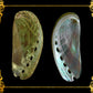 1 Kilo | Abalone | Ass's-ear Abalone | Long | Seashells | Sea shells