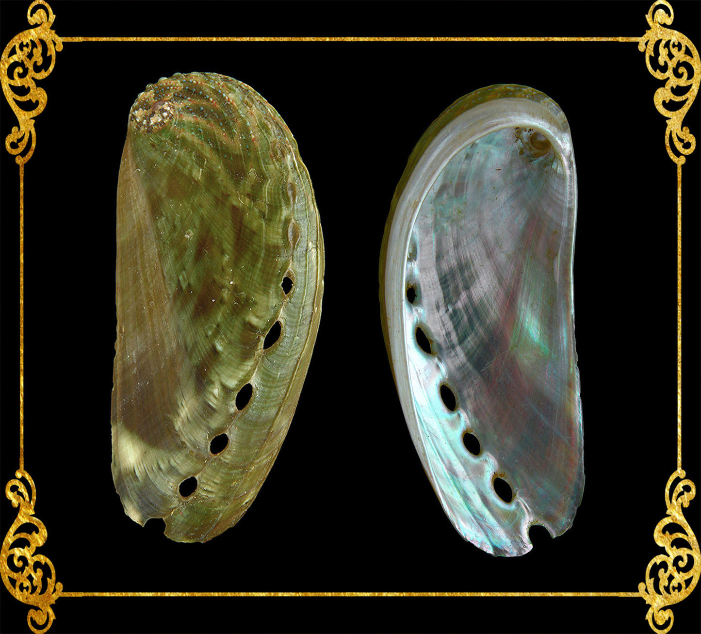 1 Kilo | Abalone | Ass's-ear Abalone | Long | Seashells | Sea shells