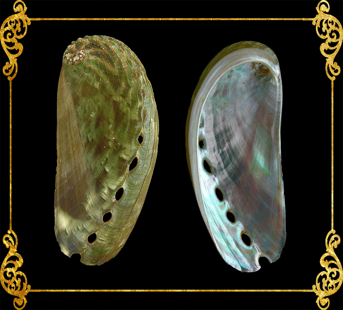 Abalone | Ass's-ear Abalone | Long Sea Shells