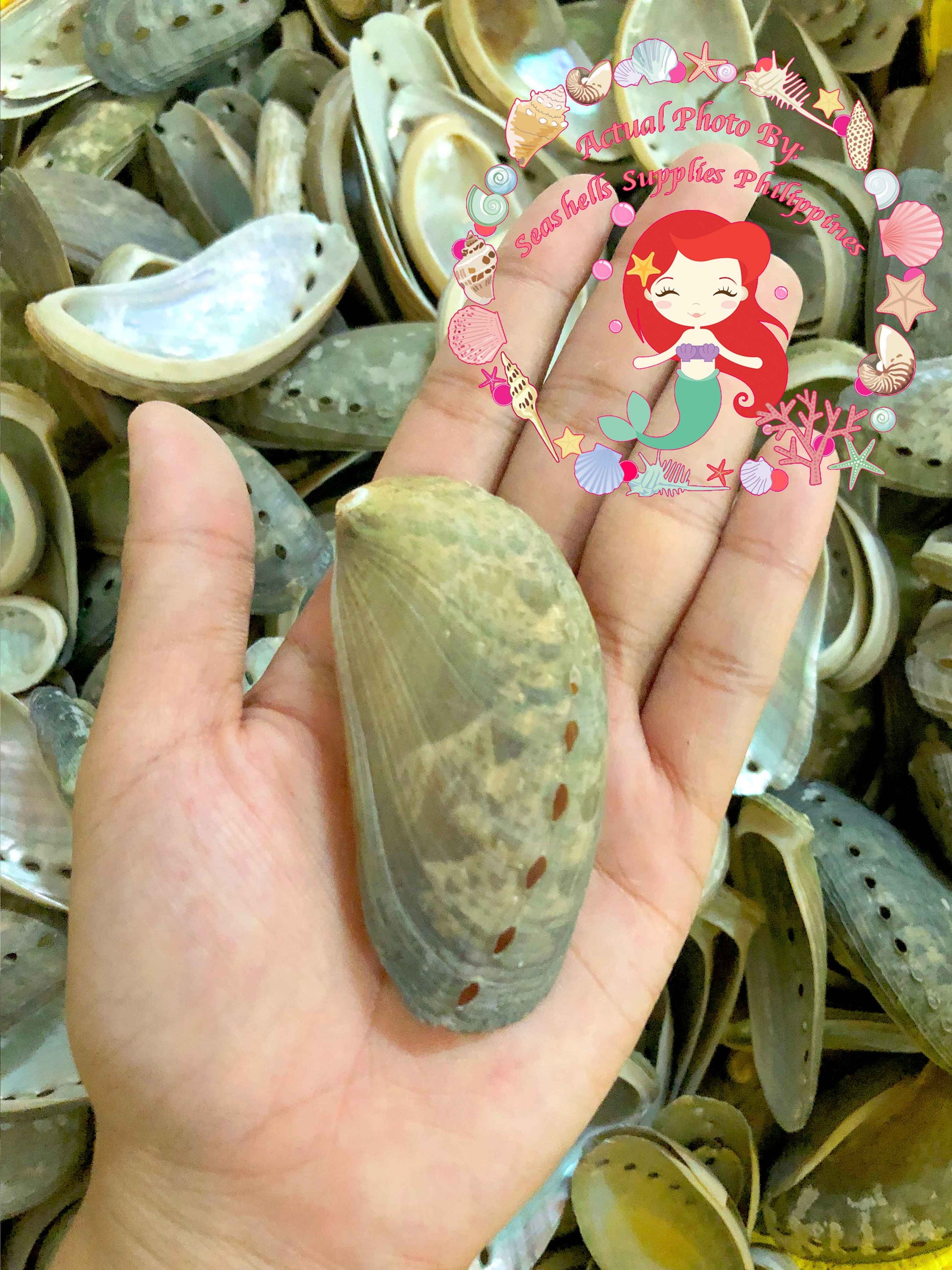 1 Kilo | Abalone | Ass's-ear Abalone | Long | Seashells | Sea shells ...
