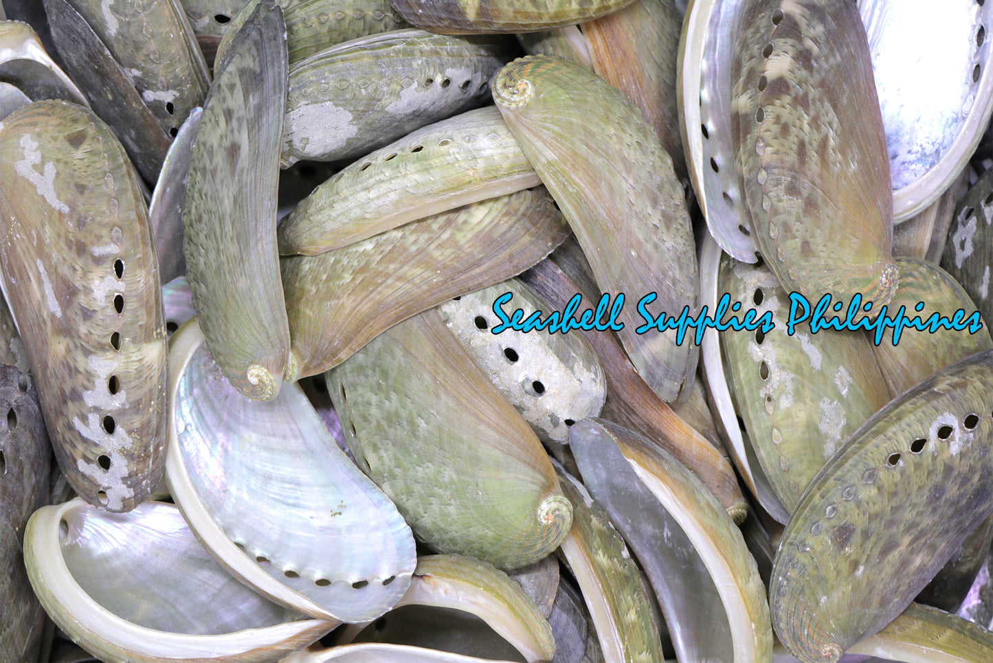 1 Kilo | Abalone | Ass's-ear Abalone | Long | Seashells | Sea shells