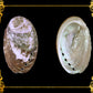 1 Kilo | Abalone | Glistening Abalone | Short | Seashells | Sea shells