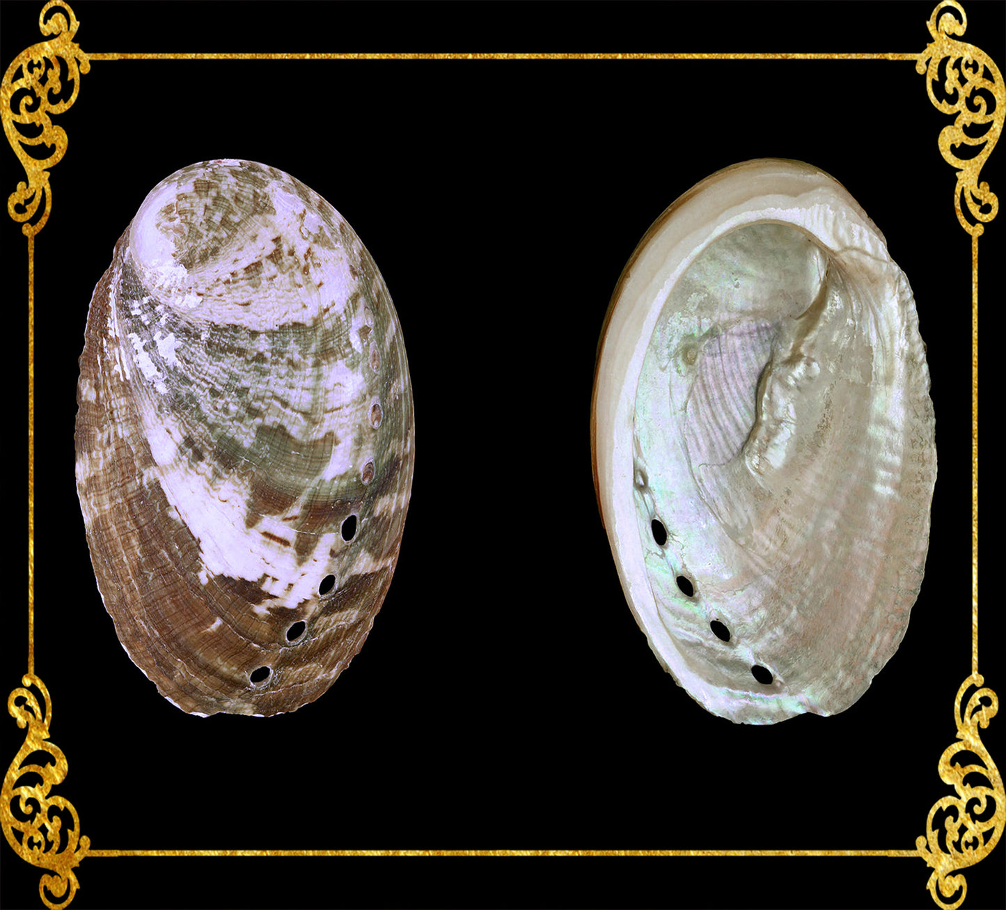 1 Kilo | Abalone | Glistening Abalone | Short | Seashells | Sea shells