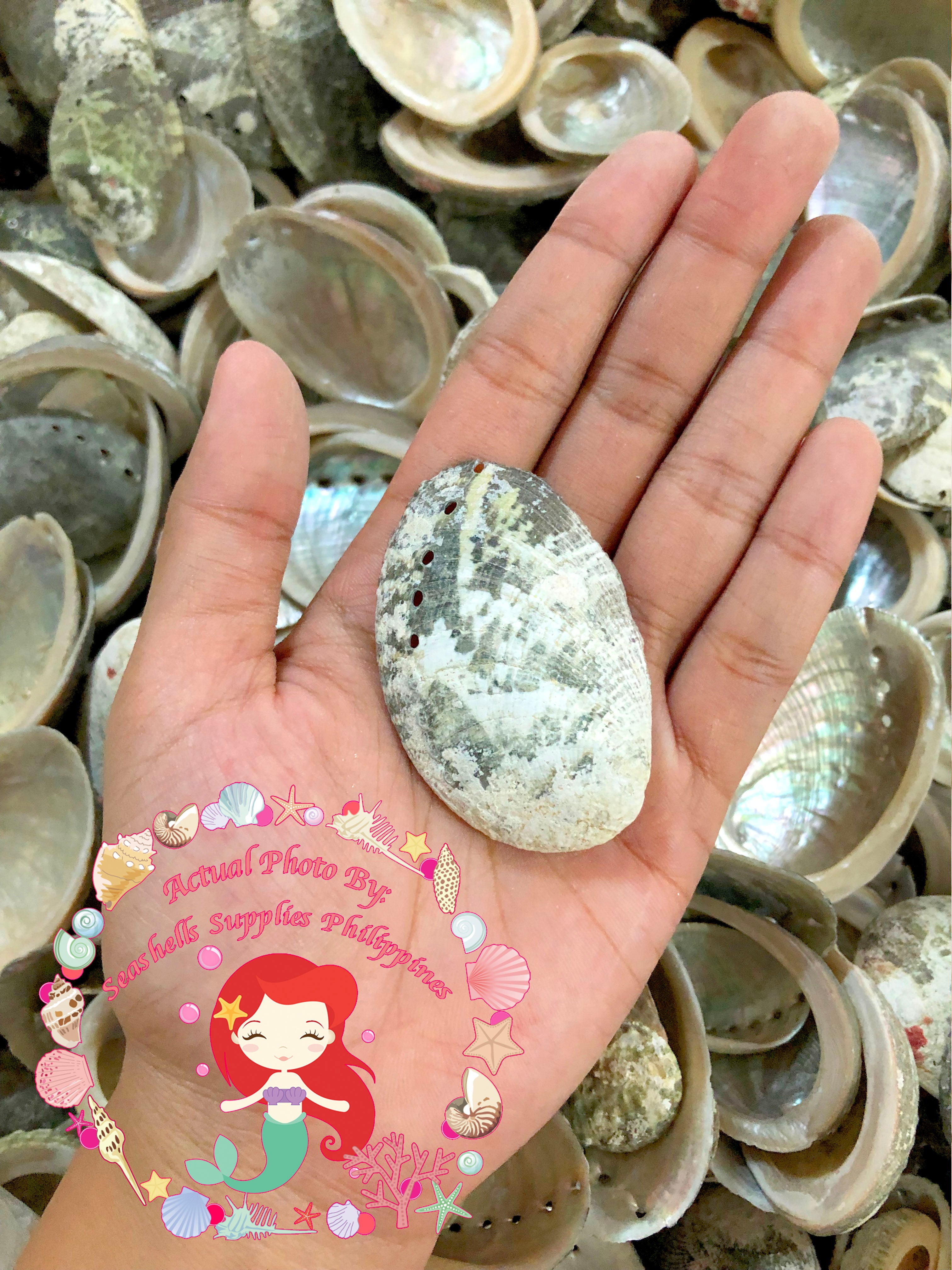 1 Kilo | Abalone | Glistening Abalone | Short | Seashells | Sea shells ...