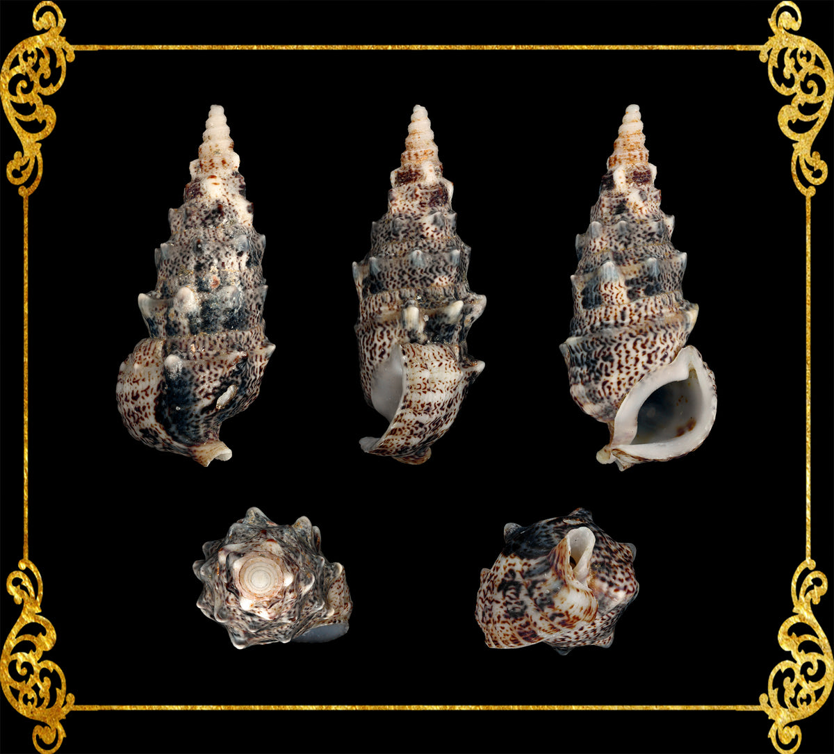 Aluco | Nodular Cerith | Cerithium Nodulosum Sea Shells