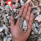 1 Kilo | Aluco | Cerithium Nodulosum | Bulutung | Seashells | Sea shells