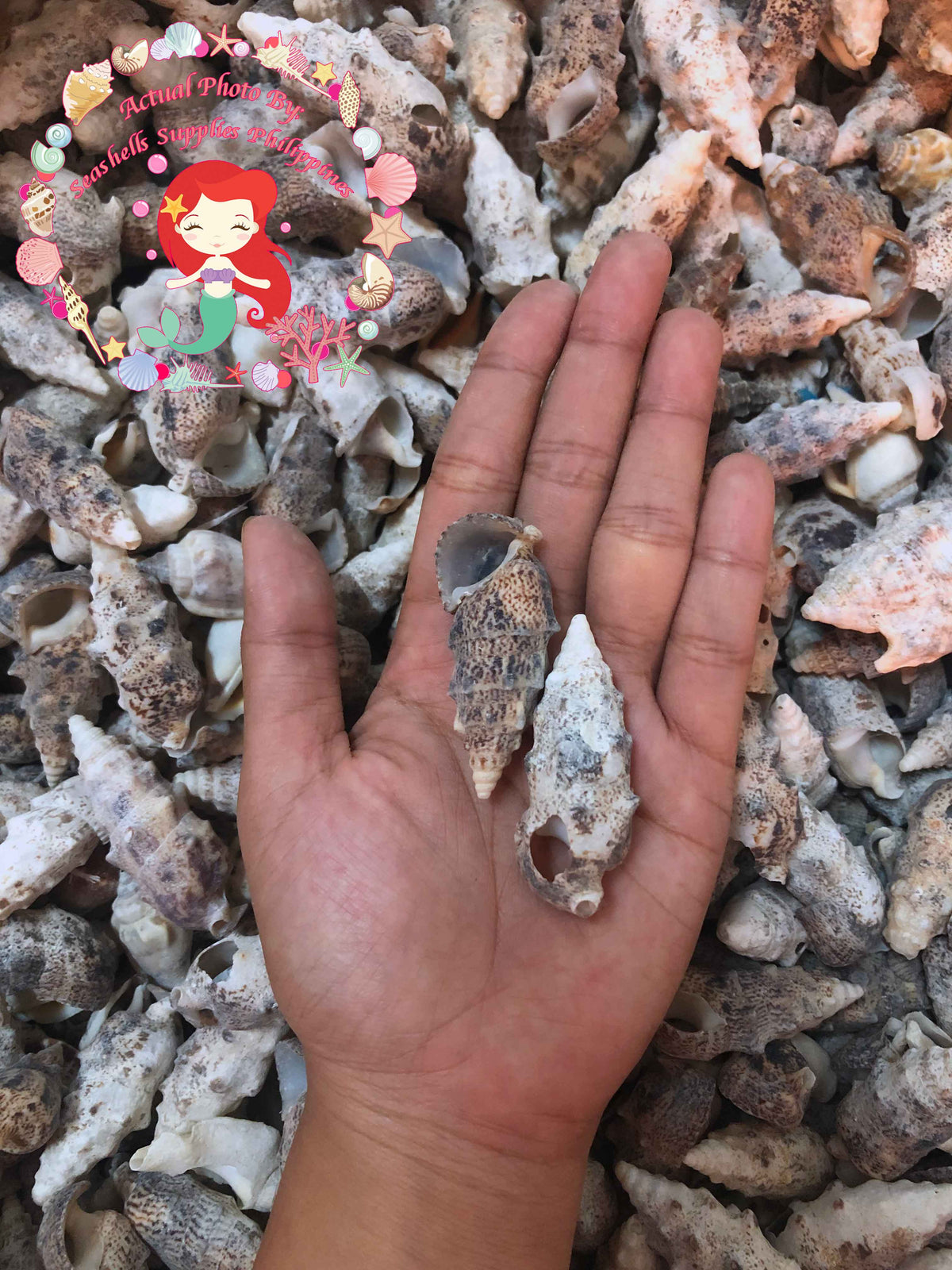 Aluco | Nodular Cerith | Cerithium Nodulosum Sea Shells