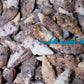 1 Kilo | Aluco | Cerithium Nodulosum | Bulutung | Seashells | Sea shells