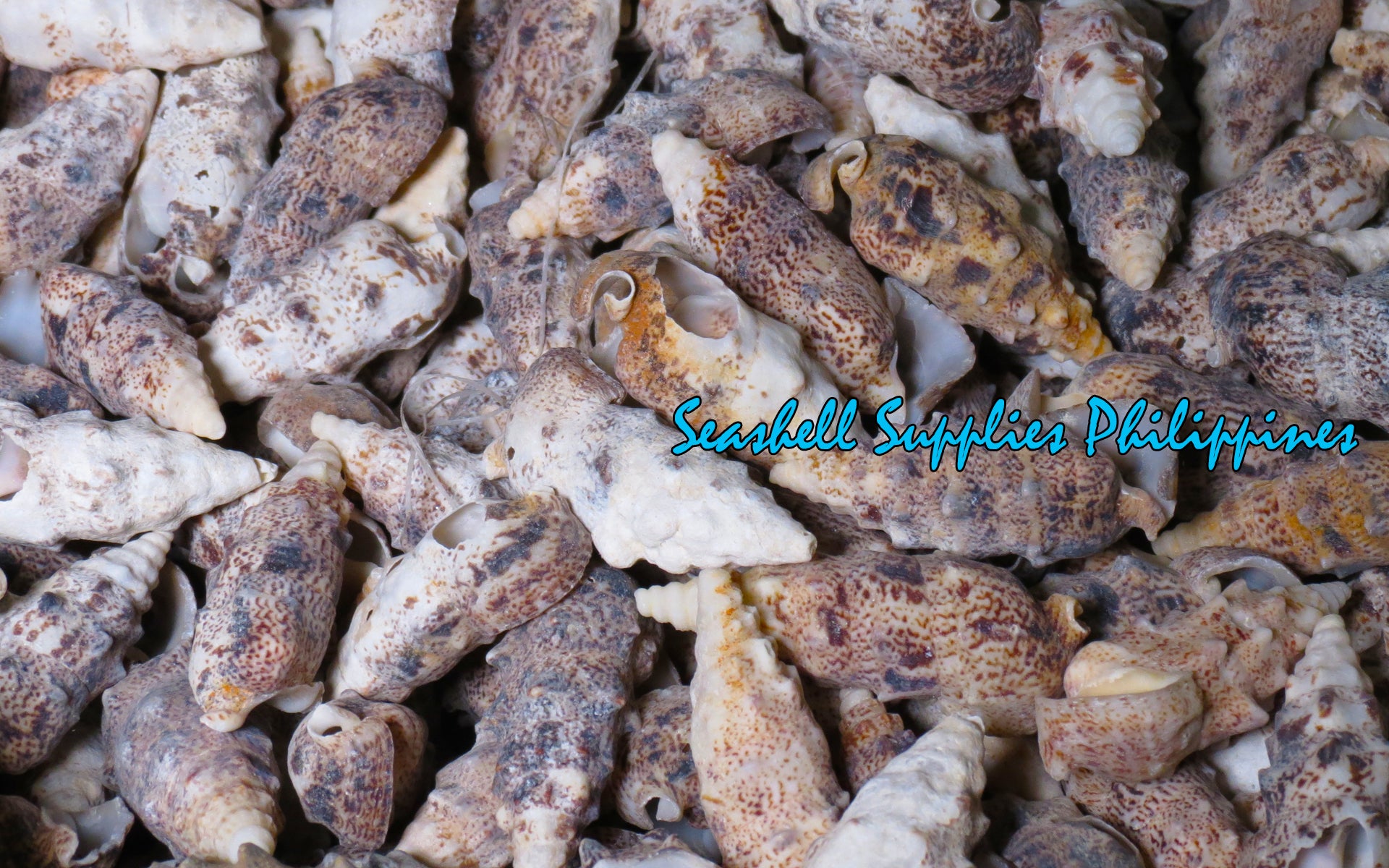Layagan Shell Wholesale Seashells – Philippine Supplier | Ships Worldwide Since 1974 ...
