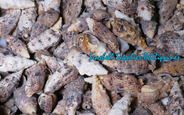 Aluco | Nodular Cerith | Cerithium Nodulosum Sea Shells
