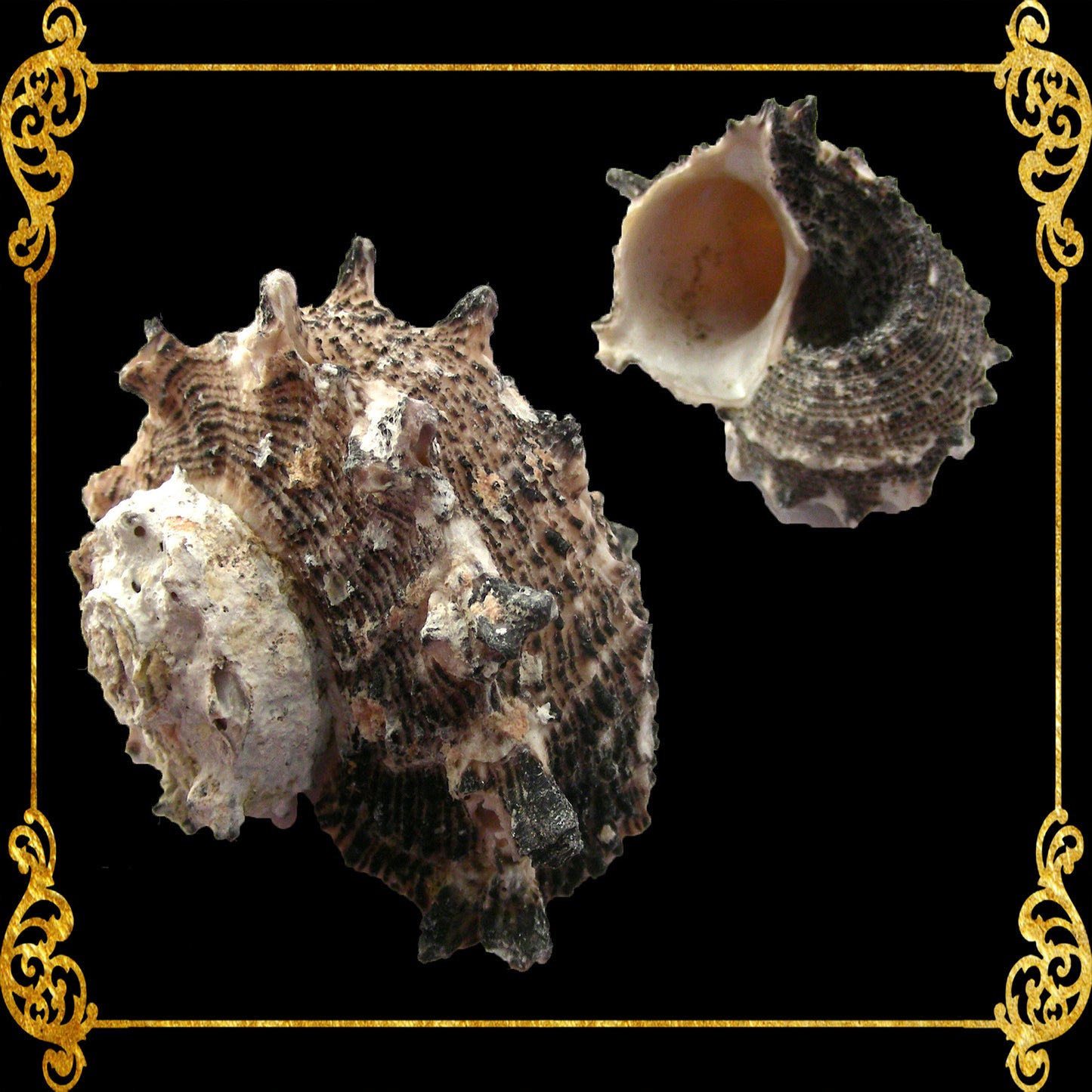 1 Kilo | Angaria | Imperial Delphinula | Seashells | Sea shells