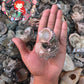 1 Kilo | Angaria | Imperial Delphinula | Seashells | Sea shells