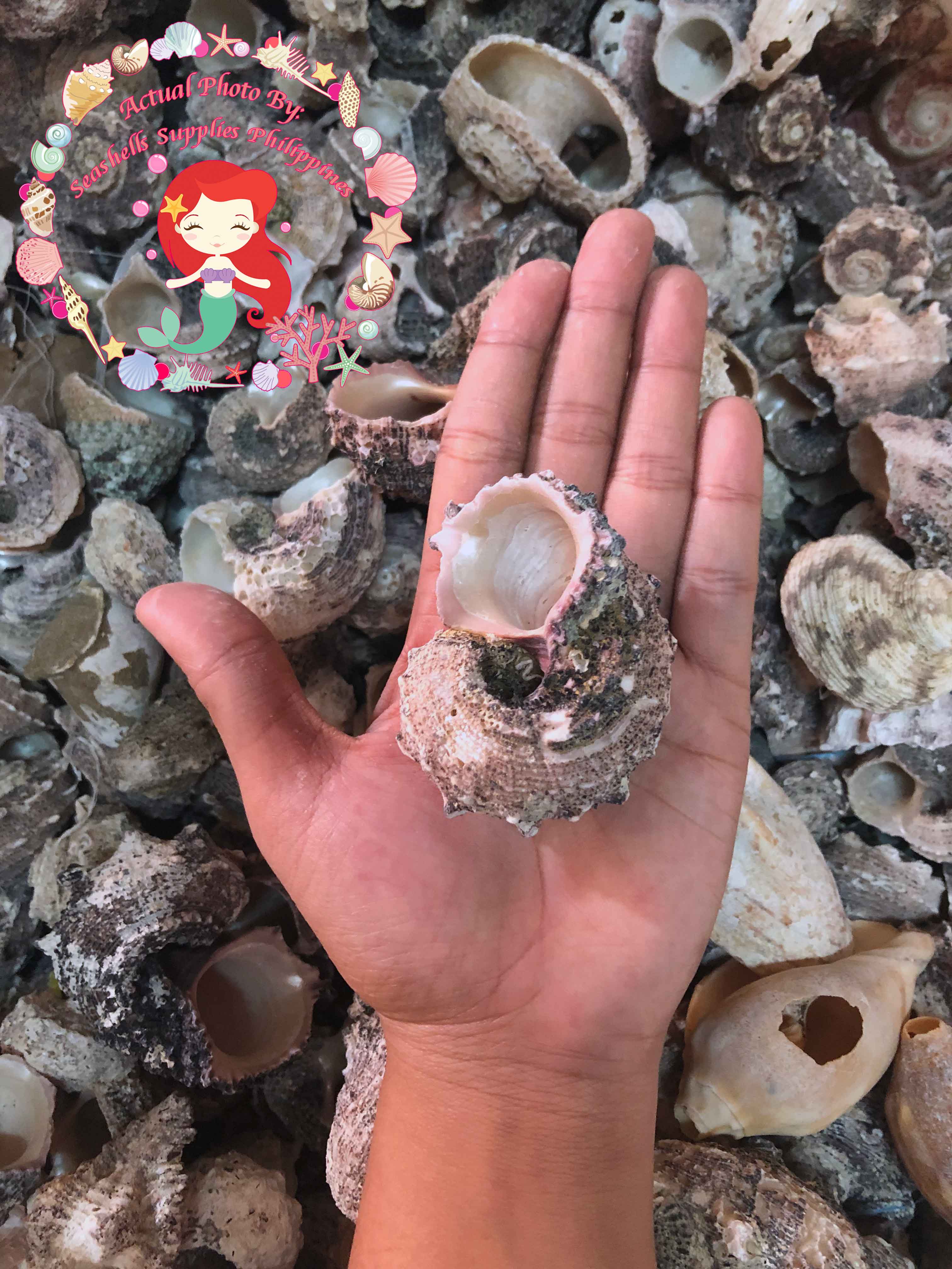 1 Kilo | Angaria | Imperial Delphinula | Seashells | Sea shells ...