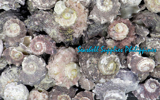 1 Kilo | Angaria | Imperial Delphinula | Seashells | Sea shells