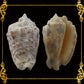 1 Kilo | Aurisdianae | Diana Conch | Seashells | Sea shells