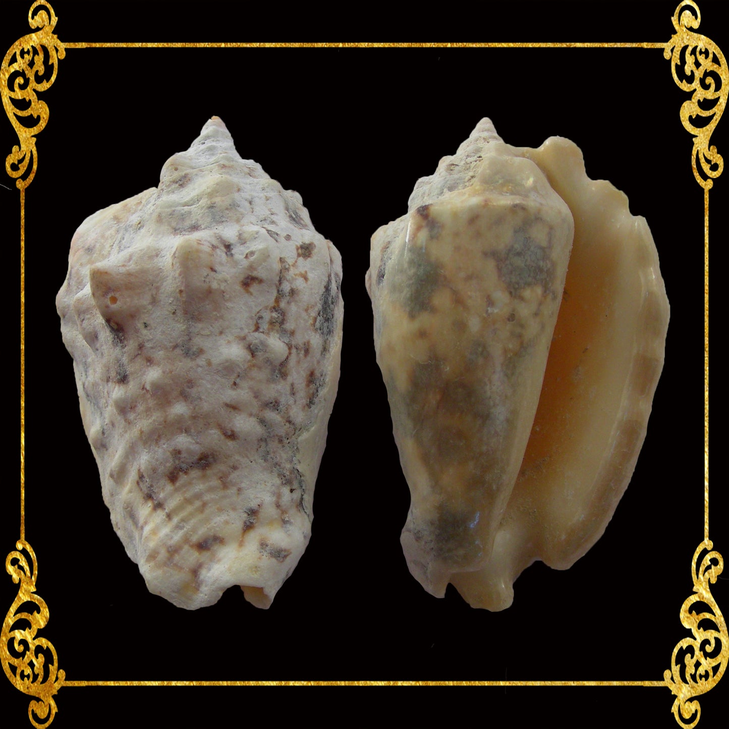 1 Kilo | Aurisdianae | Diana Conch | Seashells | Sea shells