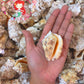 1 Kilo | Aurisdianae | Diana Conch | Seashells | Sea shells
