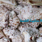 1 Kilo | Aurisdianae | Diana Conch | Seashells | Sea shells