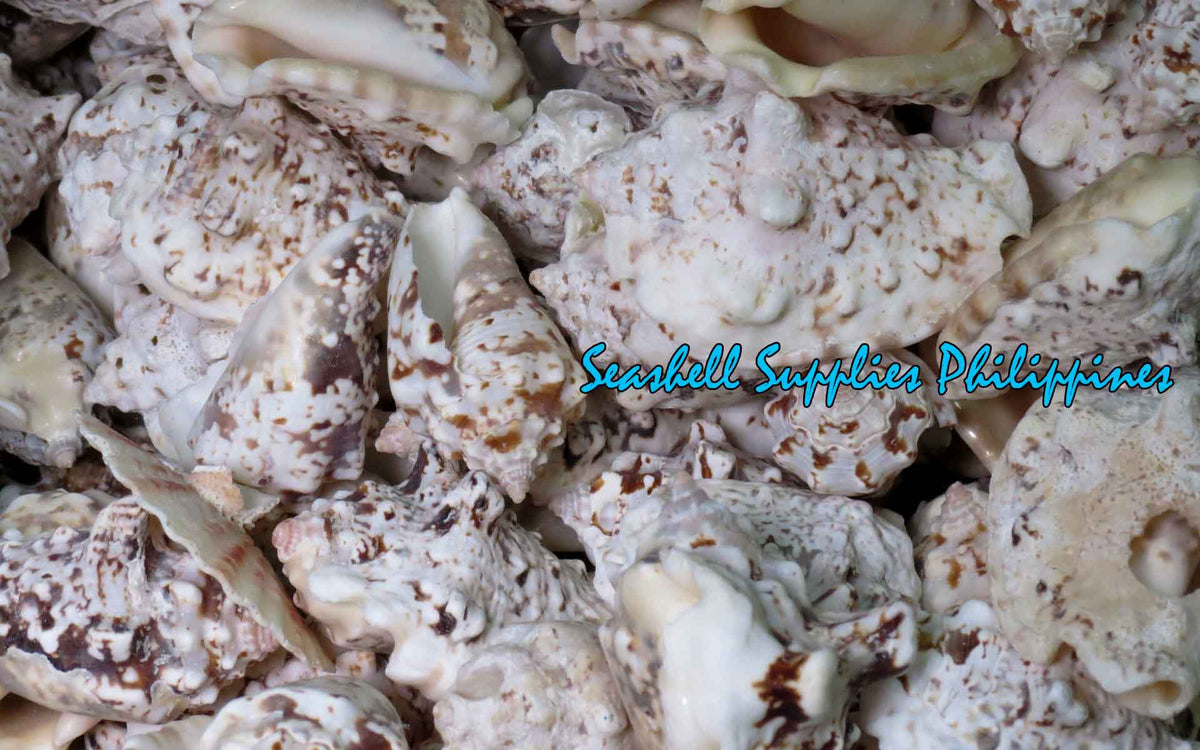 Aurisdianae | Diana Conch | Strombus Aurisdianae