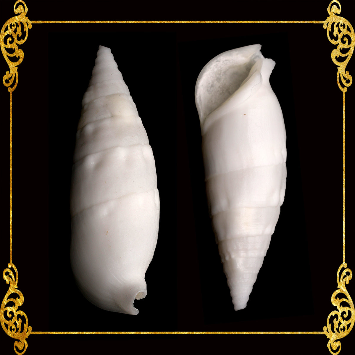 Bala Bala | White Aluco | Terebellum Terebellum